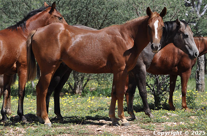 Bronco Doc's Piccolo